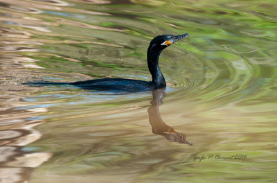 Anhinga Reflection