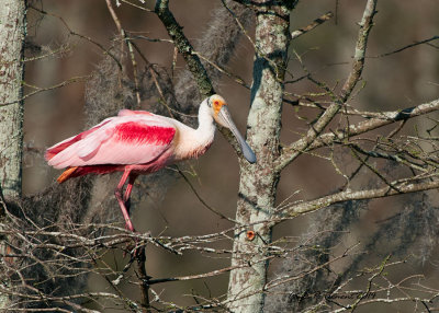 Proud Spoonbill