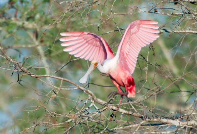 Landing Roseate Spoonbill