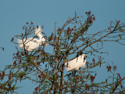 A Pair of Snowies