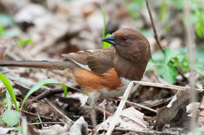 Eastern Towhee