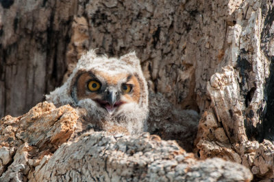 Great Horned Owlet