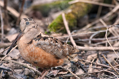 American Woodcock