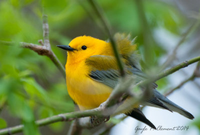 Prothonotary Warbler