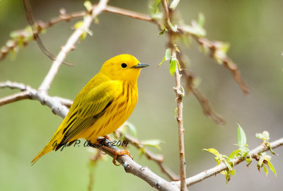 Yellow Warbler