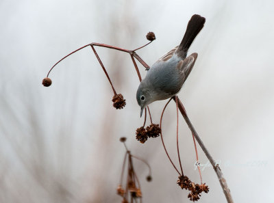 Blue-grey Gnatcatcher