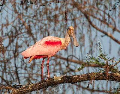 Spoonbill 3