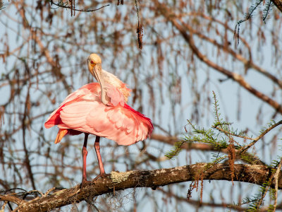 Preening Spoonbill