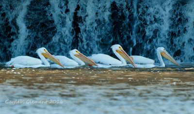 Feeding White Pelicans