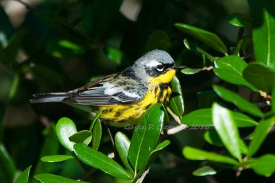 Magnolia Warbler