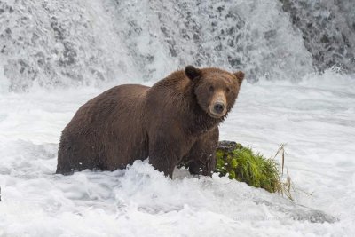 The Most Handsome Bear on the River