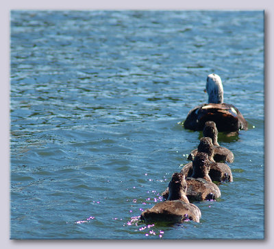 Ducks-in-a-row