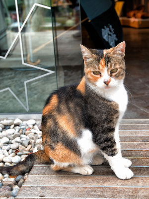 Topkapi Cat