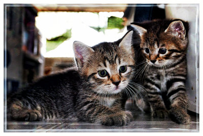 Nikkis Kittens