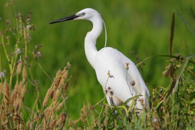 Little Egret - Egretta garcetta - Garceta comn - Martinet Blanc