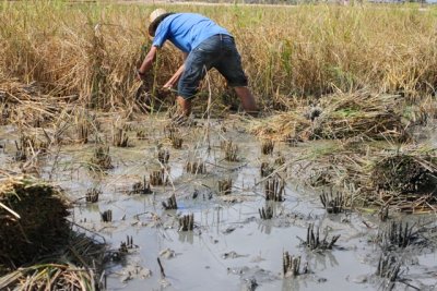 Rice harvest by hand - Segant arròs a mans