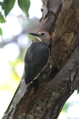 Goldenfronted woodpecker - Centurus aurifrons