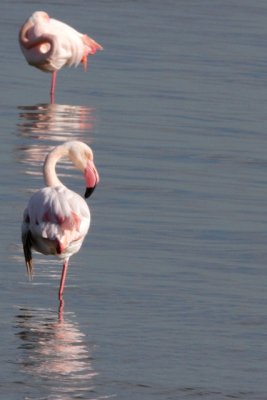 Greater Flamingo - Phoenicopterus ruber roseus - Flamenco (pajaros) - Flamenc (aus)