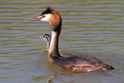 Great Crested Grebe - Podiceps cristatus - Cabuss Emplomallat - Somormujo lavanco