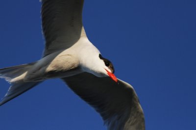 Common Tern - Sterna hirundo - Charran común - Xatrac comu