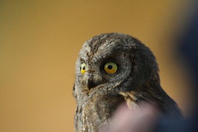 Scops Owl - Otus scops - Autillo (Buho) - Xot o Xut (Mussol)