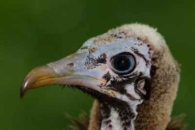 Hooded Vulture head