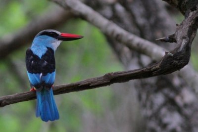 bluebreasted kingfisher