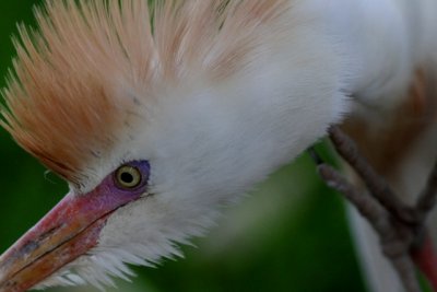 scratchy cattle egret
