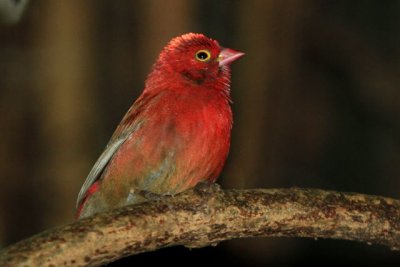 Red billed firefinch