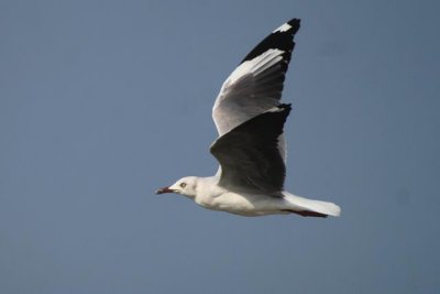 grey headed gull