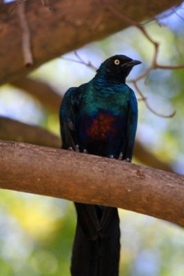 Long tail starling