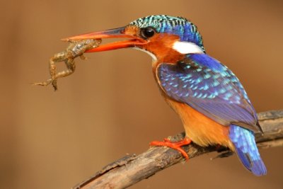 Birding and Wildlifing in subsaharian Africa - South Africa, Gambia, Senegal, Ethiopia, Madagascar, Uganda, Lesoto 