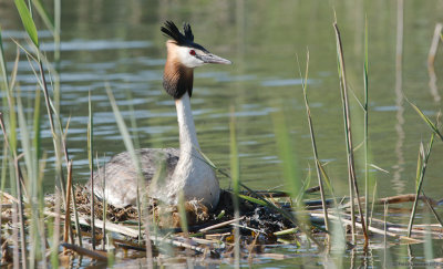 Great Crested Grebe