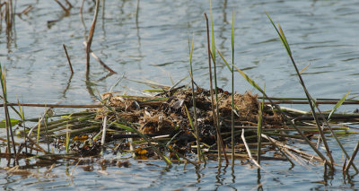 Floating nest with egg