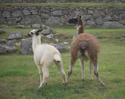 Lamas