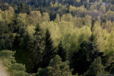 Green spring