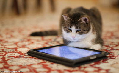Cat & iPad