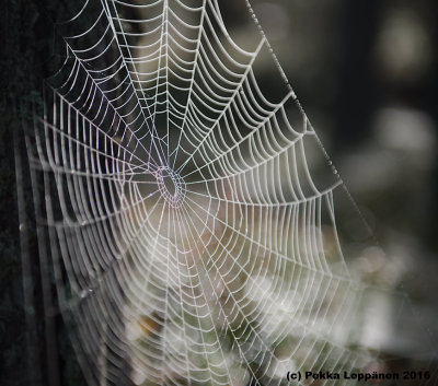 in the morning / Spider nets IV