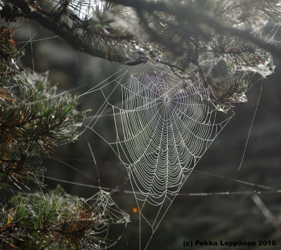 in the morning / Spider nets V