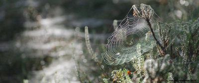 in the morning / Spider nets VII