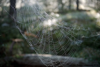 in the morning / Spider nets VIII