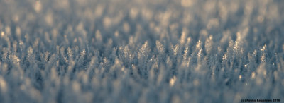 Roof in sun / Frost IV