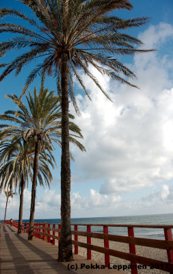 Palm trees on a boardwalk