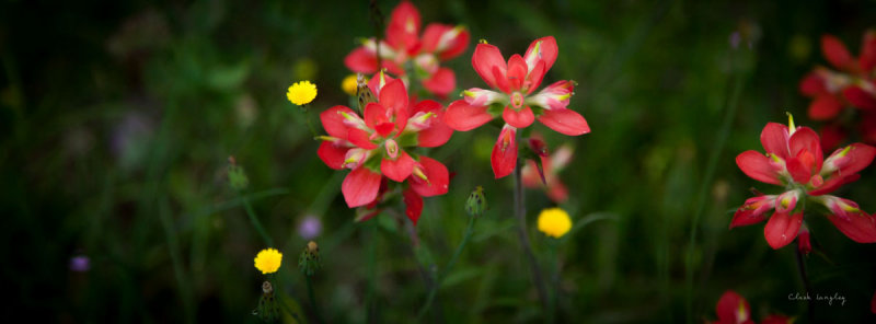 INDIAN PAINTBRUSH and friends