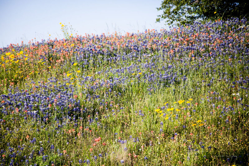 WILDFLOWERS