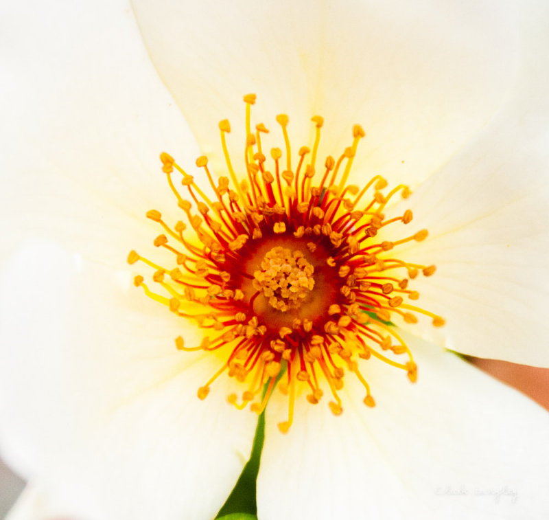 SONFLOWER