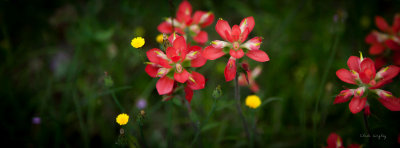 INDIAN PAINTBRUSH and friends