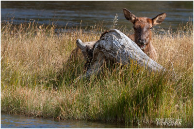 Madison Elk Family