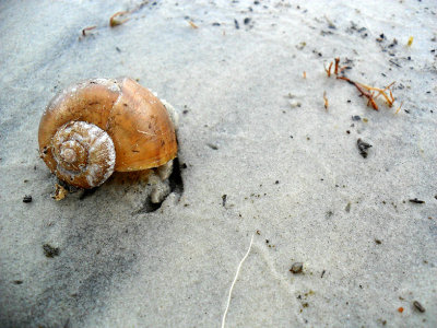 shell-ter