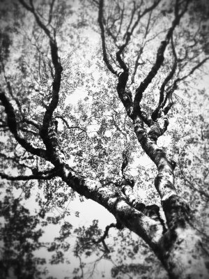 Reach for the sky